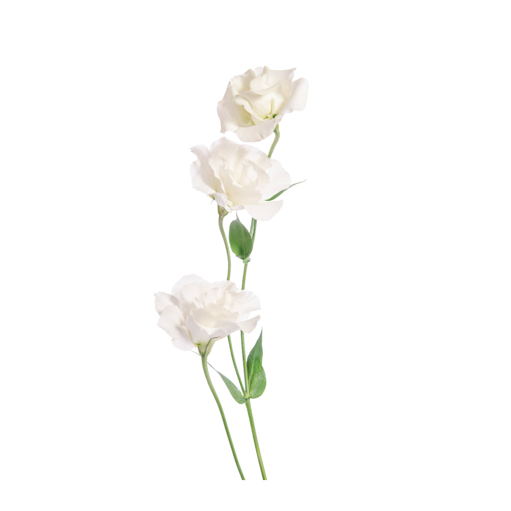 Lisianthus White • Asiri Blooms
