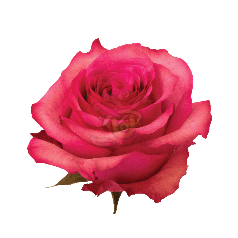 Lola Roses Hot Pink 2