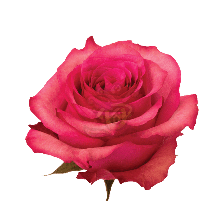 Lola Roses Hot Pink 2