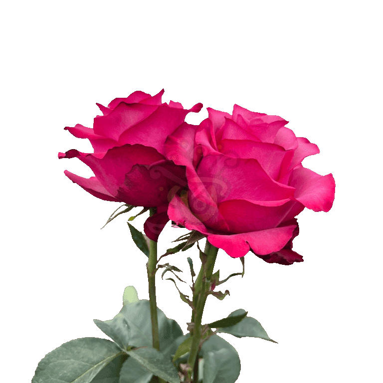 Lola Roses Hot Pink 3