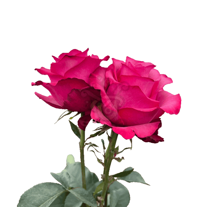 Lola Roses Hot Pink 3
