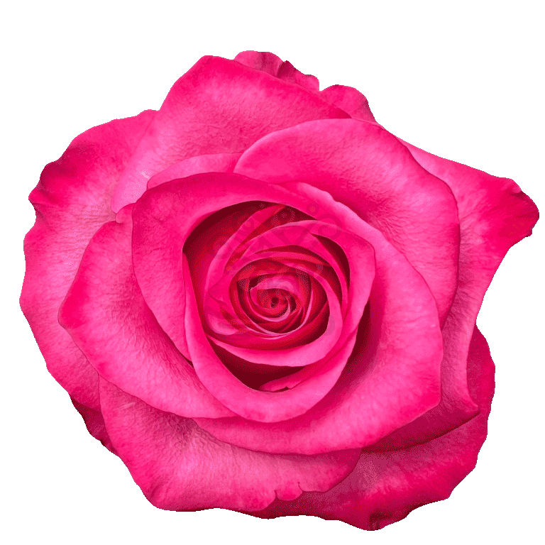 Lola Roses Hot Pink
