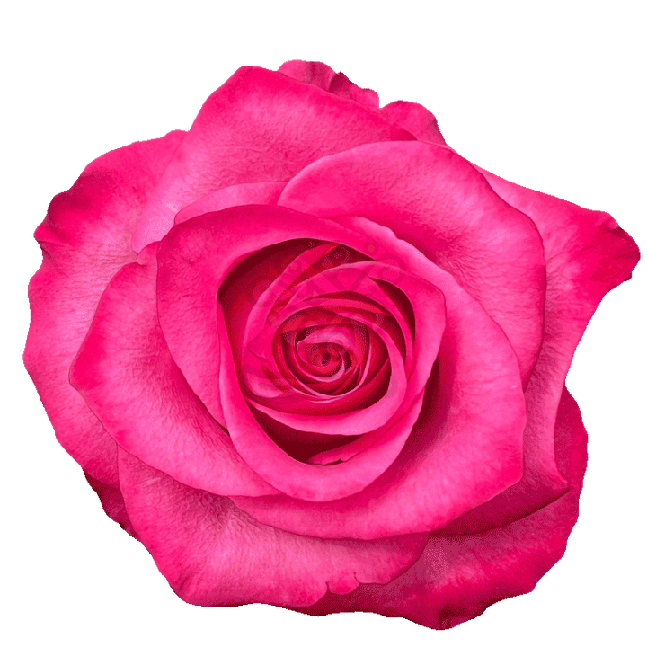 Lola Roses Hot Pink