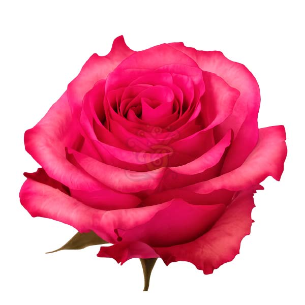 Lola rose head in hot pink cerise, grown in Ecuador by Asiri Blooms