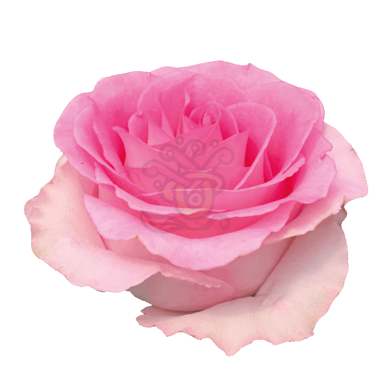 Mandala Roses Light Pink 2