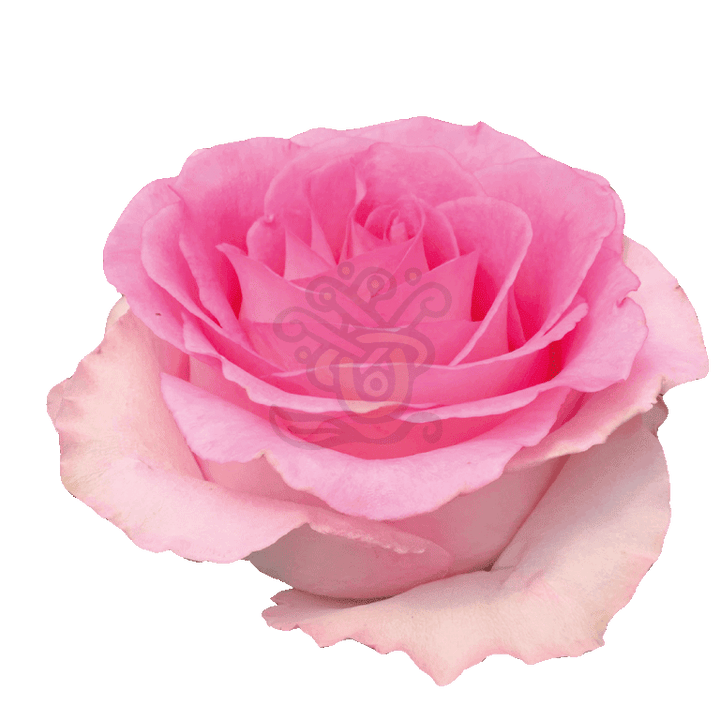 Mandala Roses Light Pink 2