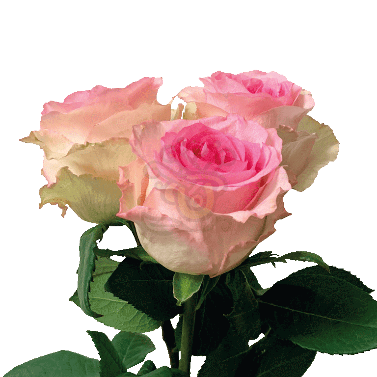 Mandala Roses Light Pink 3
