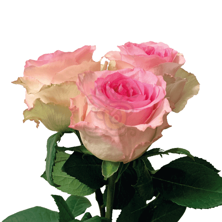 Mandala Roses Light Pink 3