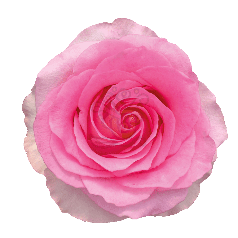Mandala Roses Light Pink