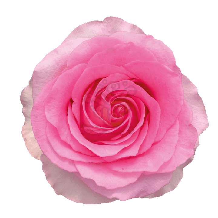 Mandala Roses Light Pink