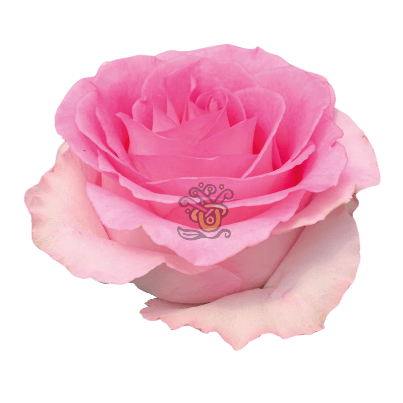 Mandala Roses - Wholesale Light Pink Roses