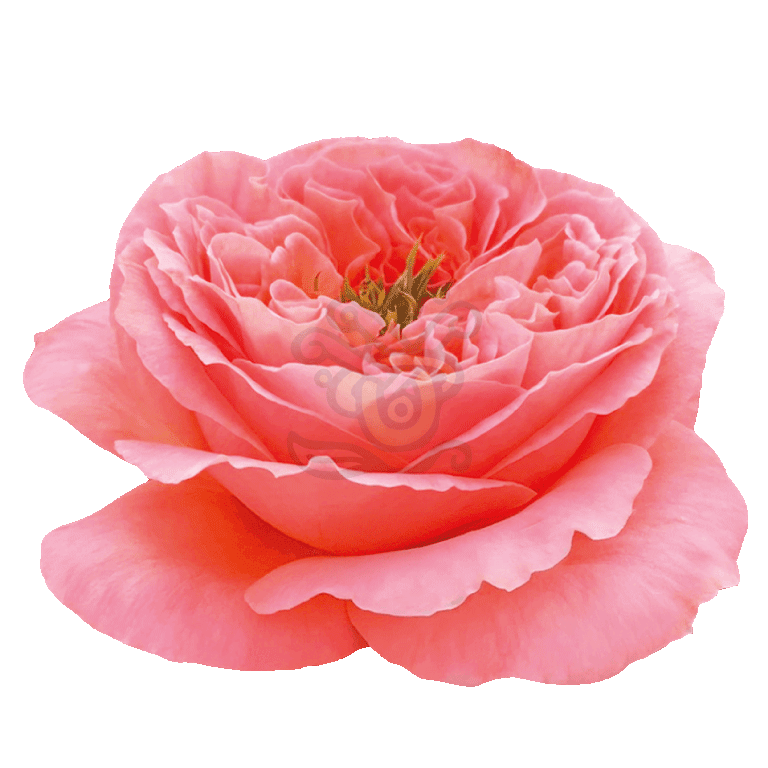 Mandarin Xpression Roses Coral 2