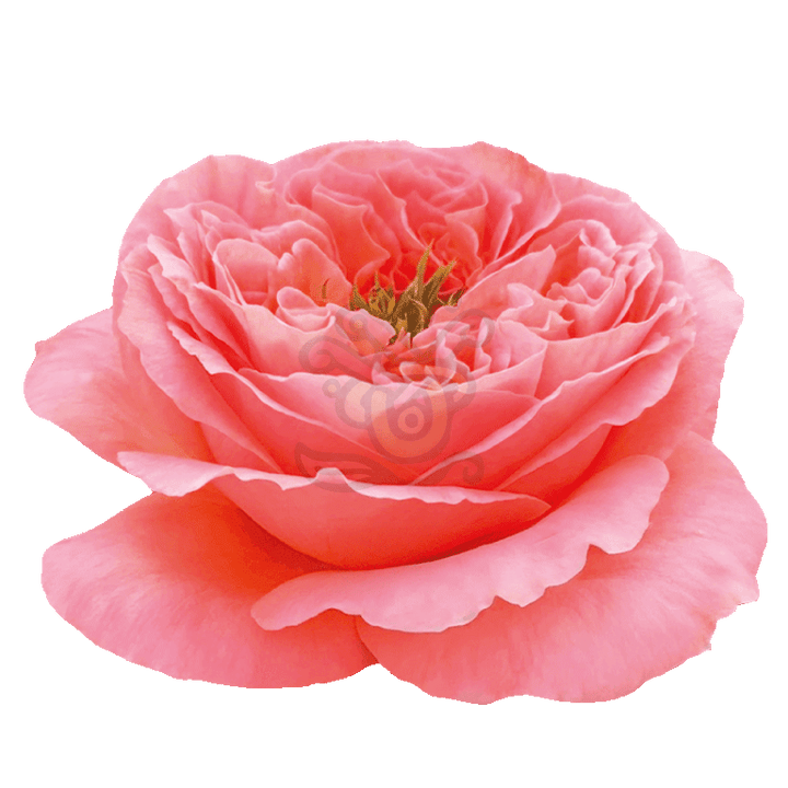 Mandarin Xpression Roses Coral 2