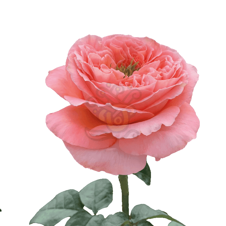 Mandarin Xpression Roses Coral 3