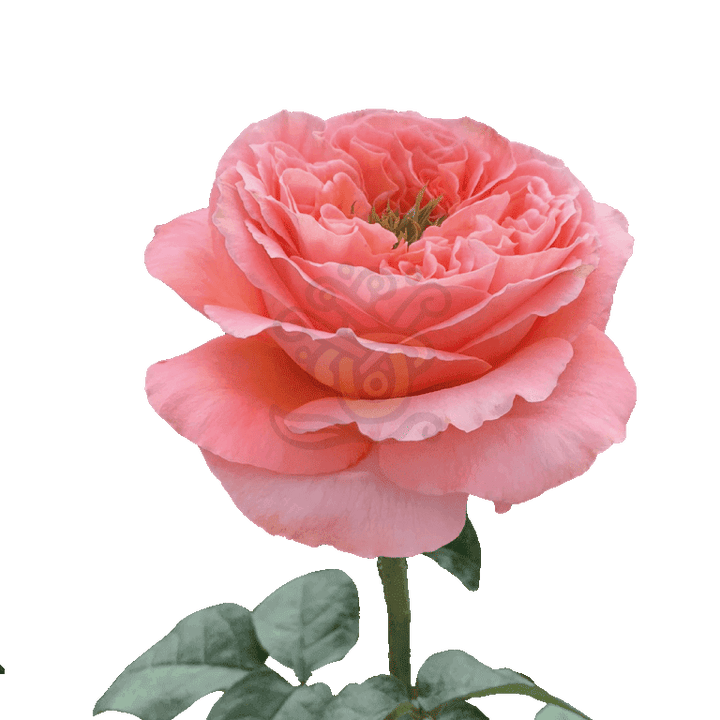Mandarin Xpression Roses Coral 3