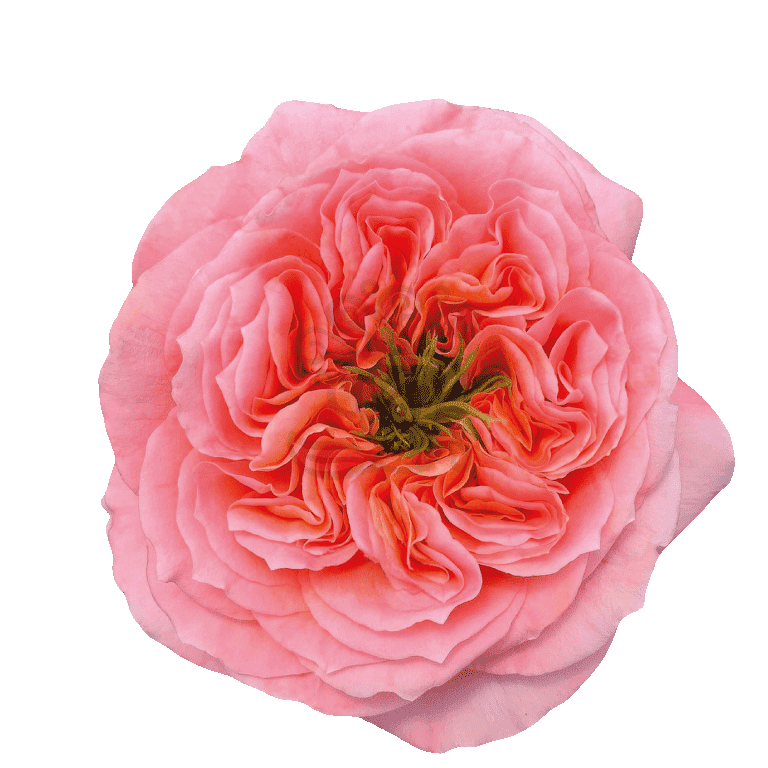 Mandarin Xpression Roses Coral