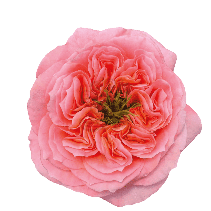 Mandarin Xpression Roses Coral