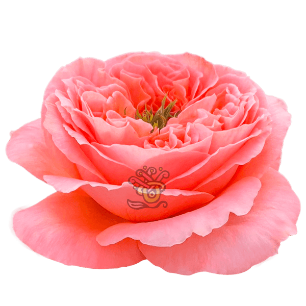 Dragonfly Roses • Asiri Blooms • Wholesale Peach Roses