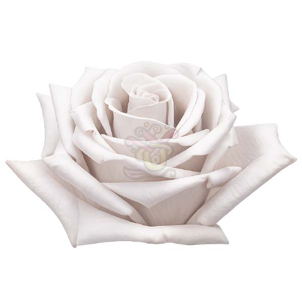 Menta Rosas | Buy Online Roses | Asiri Blooms