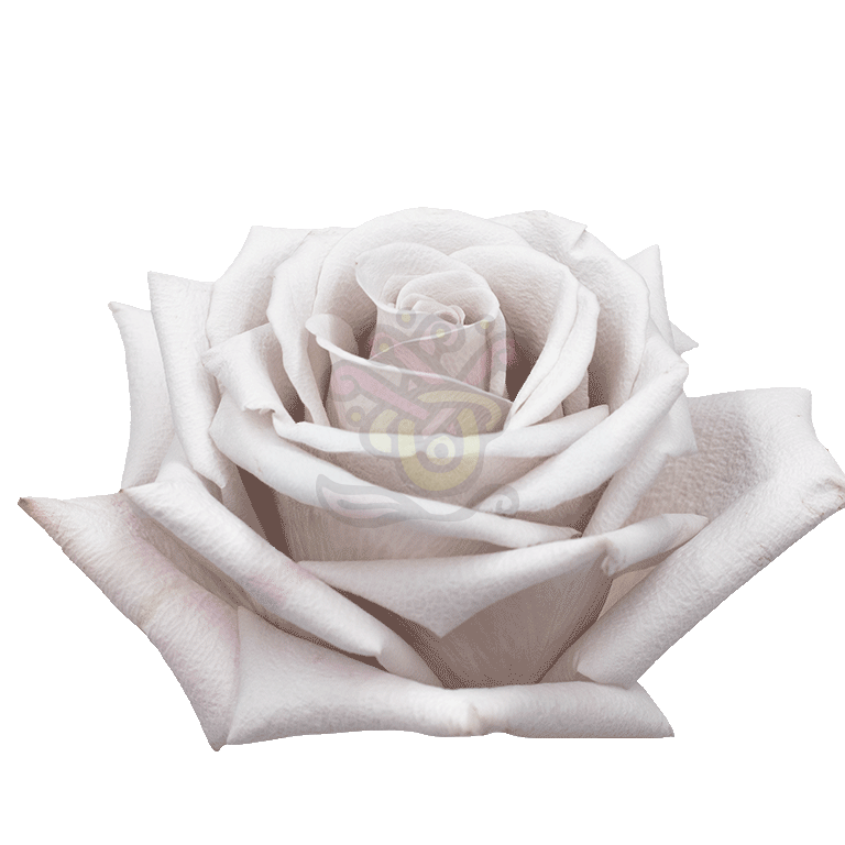Menta Roses Lavender 2