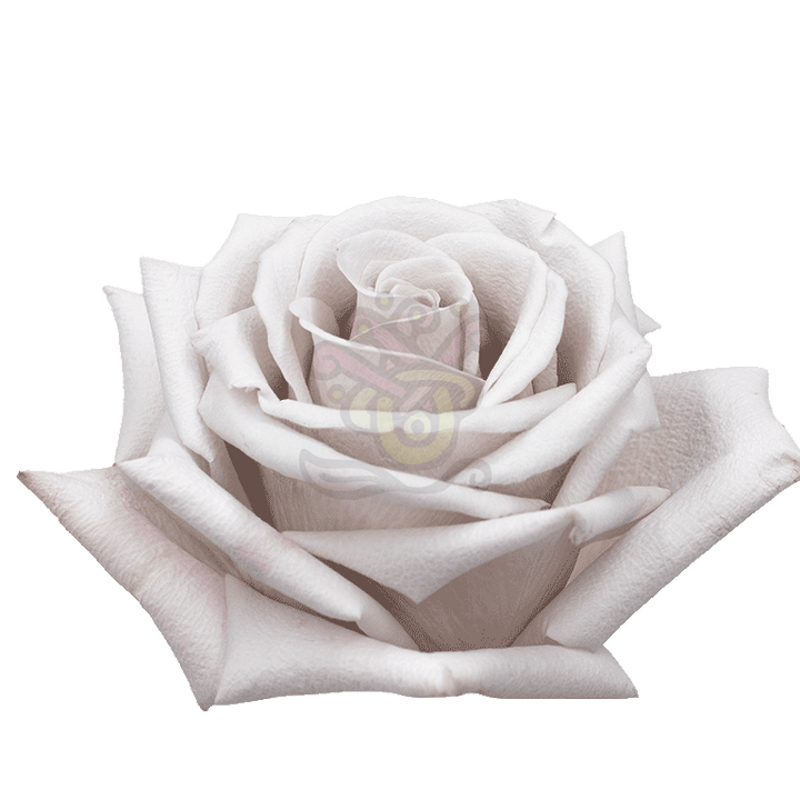 Menta Roses Lavender 2