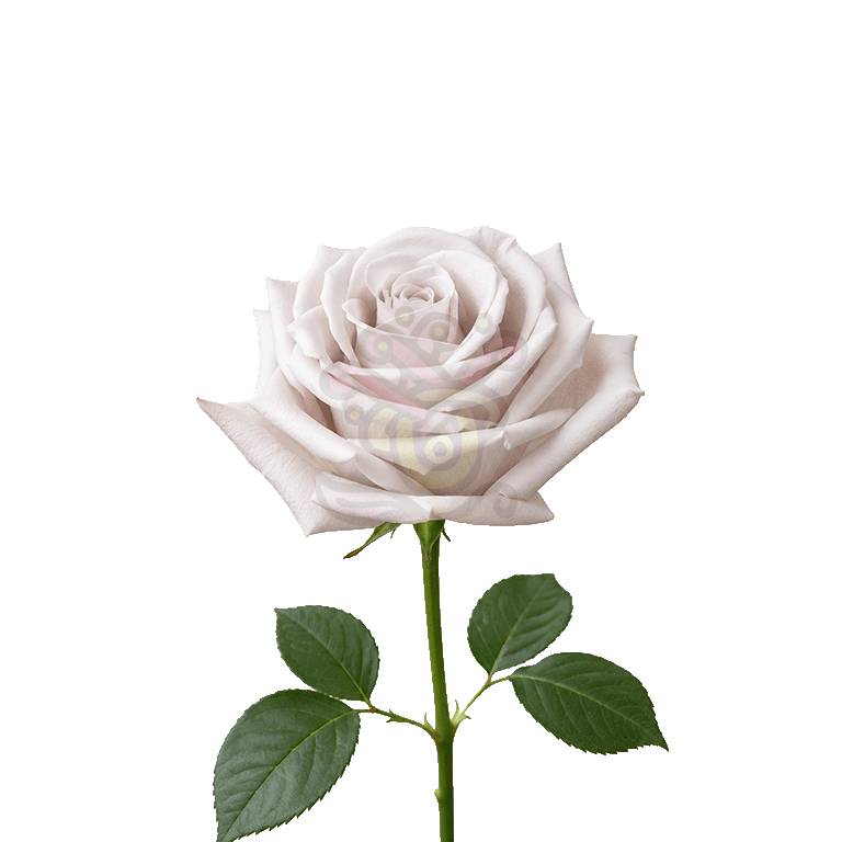 Menta Roses Lavender 3