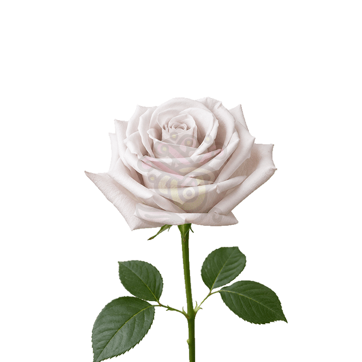 Menta Roses Lavender 3