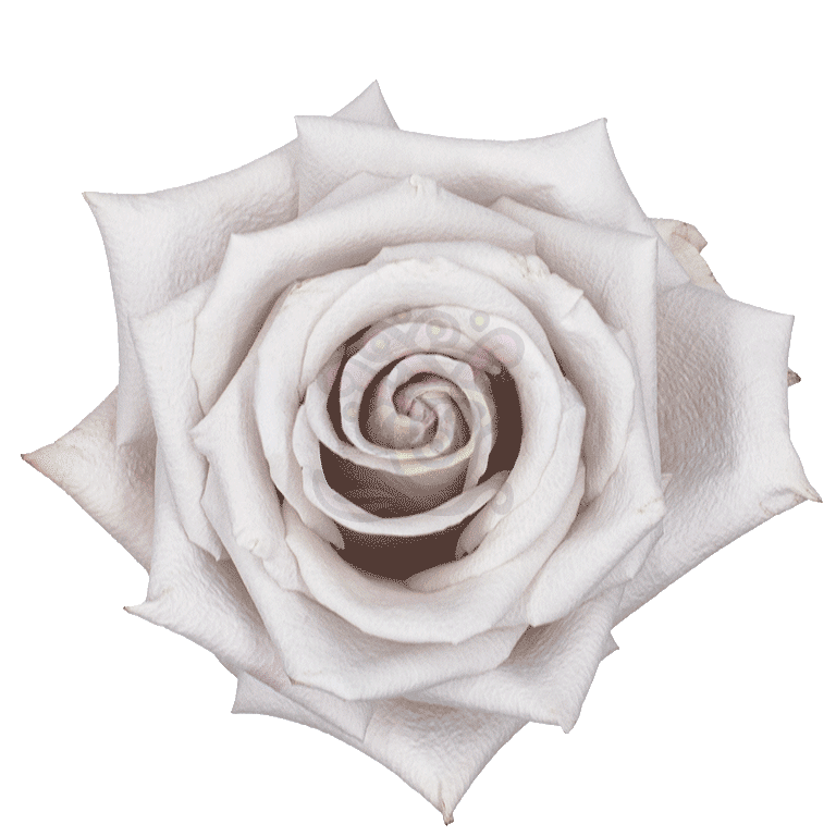 Menta Roses Lavender