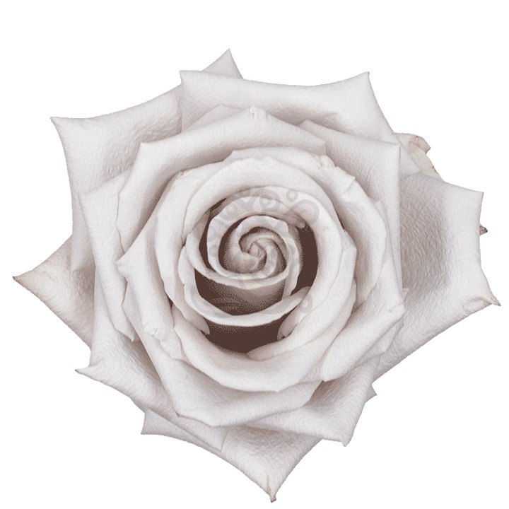 Menta Roses Lavender