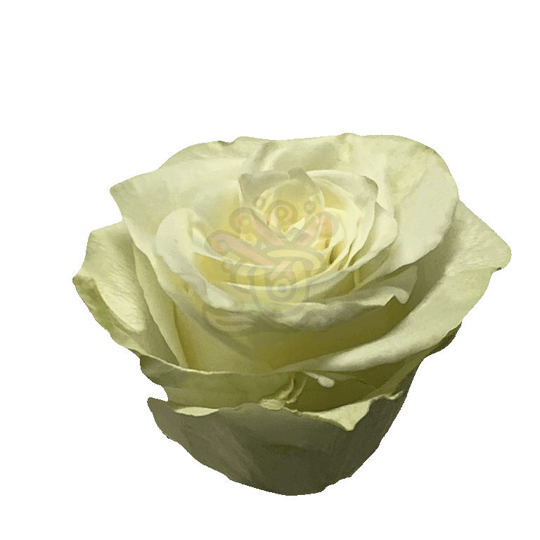 Mia Roses White 2