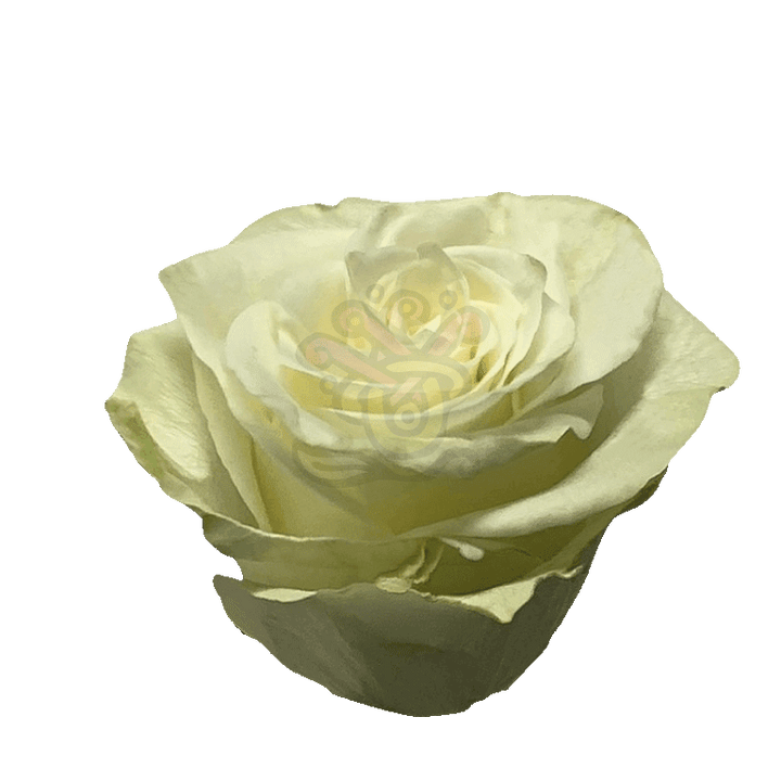 Mia Roses White 2