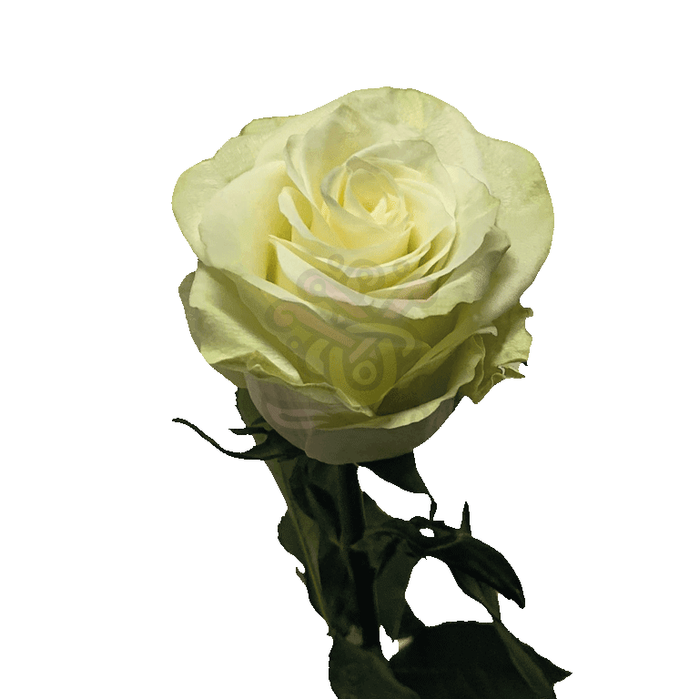 Mia Roses White 3