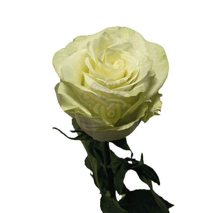 Mia Roses White 3