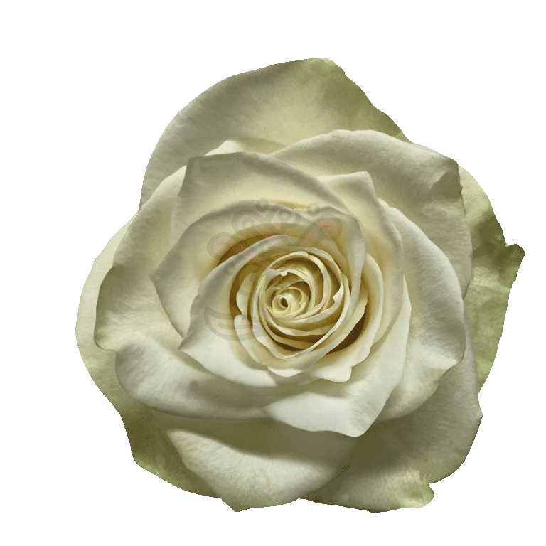 Mia Roses White