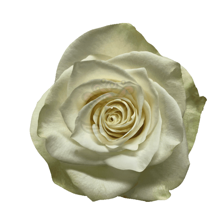 Mia Roses White