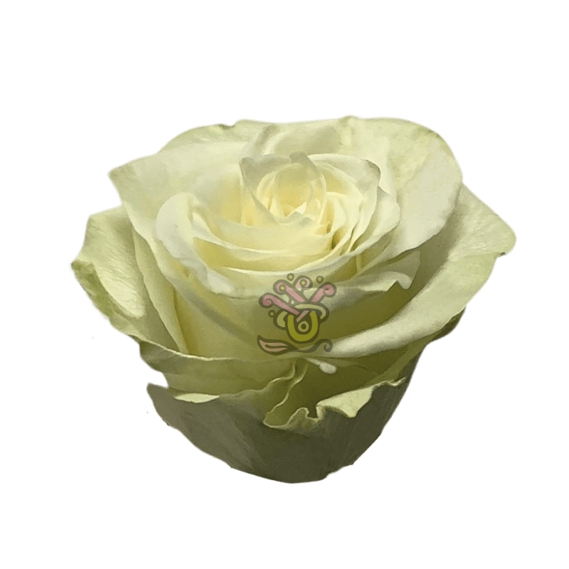 Mia Roses - White Wholesale Roses