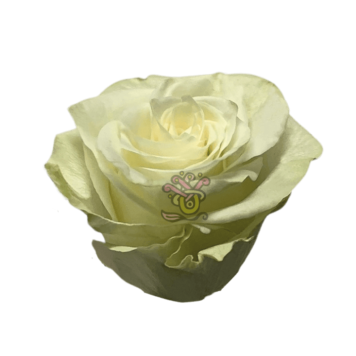 Mia Roses - White Wholesale Roses