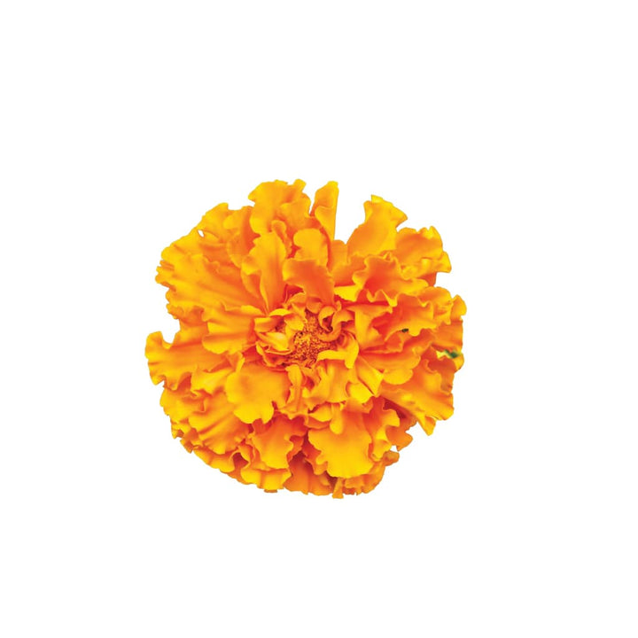 Mini Carnation Orange • Asiri Blooms