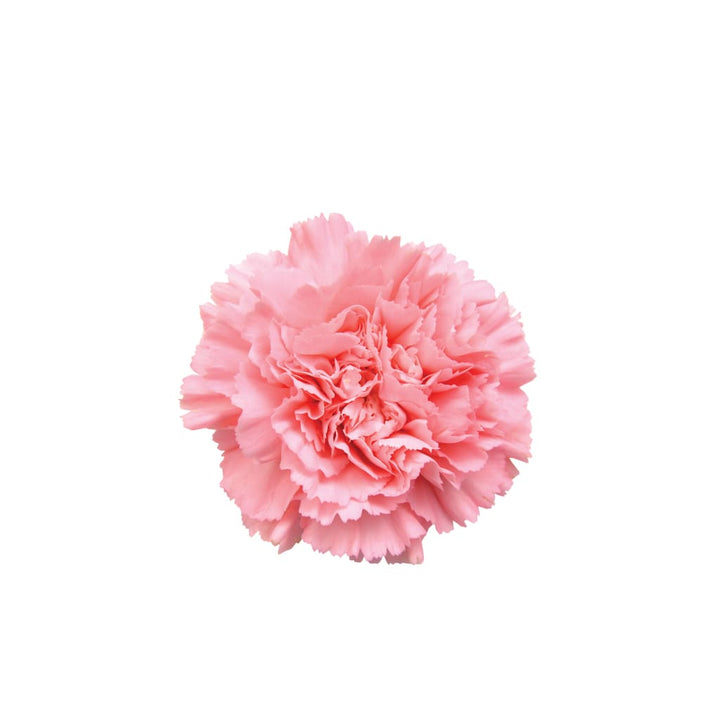 Mini Carnation Pink • Asiri Blooms