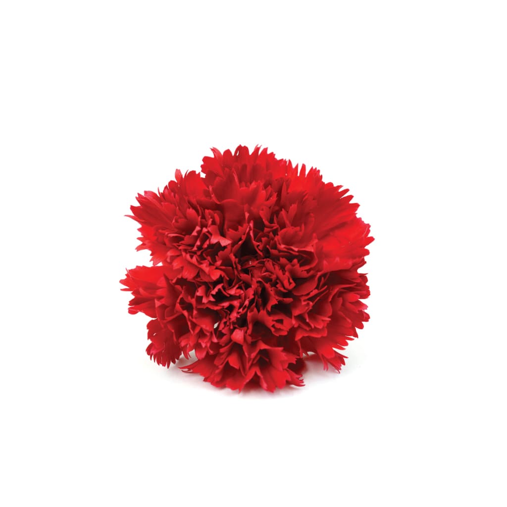 Mini Carnation Red • Asiri Blooms