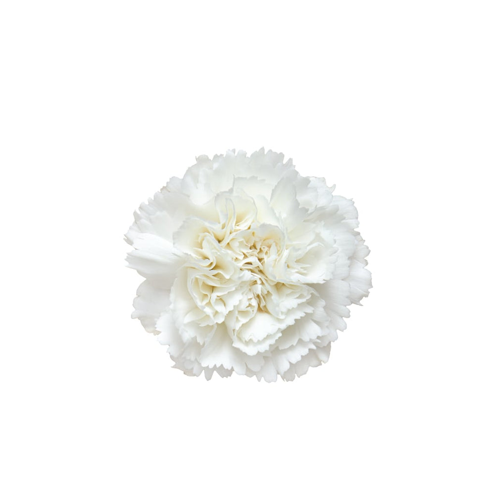 Mini Carnation White • Asiri Blooms
