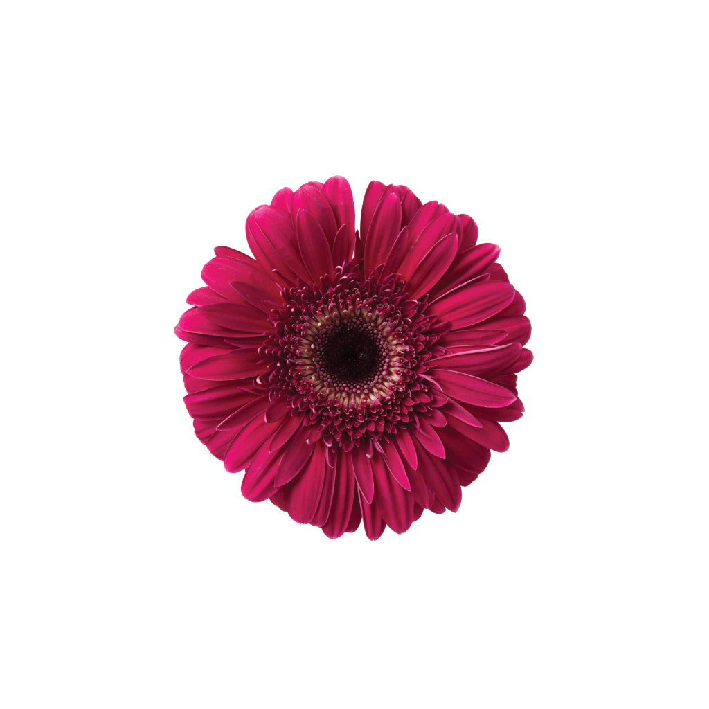 Mini Gerb Red • Asiri Blooms 7 Bulk Roses