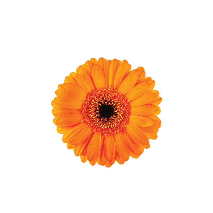 Mini Gerb Orange • Asiri Blooms