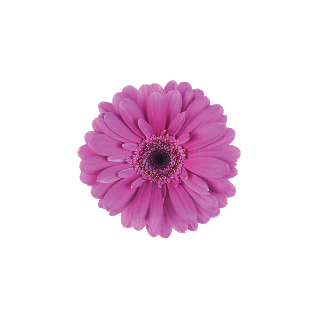 Mini Gerb Purple • Asiri Blooms