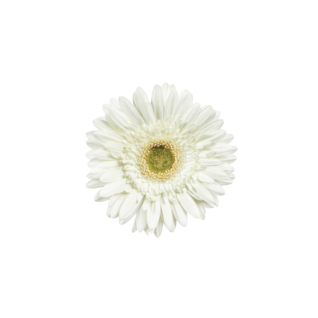 Mini Gerb Bulk • Asiri Blooms 7 Bulk Roses
