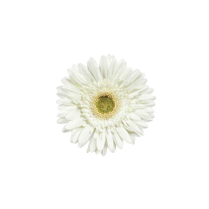 Mini Gerb Bulk • Asiri Blooms 7 Bulk Roses