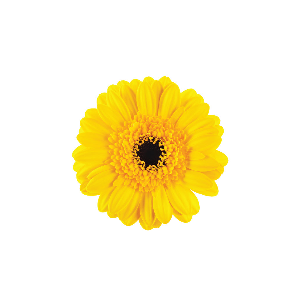 Mini Gerb Yellow • Asiri Blooms 7 Bulk Roses