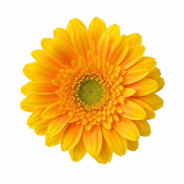 Mini Gerbera Ilios