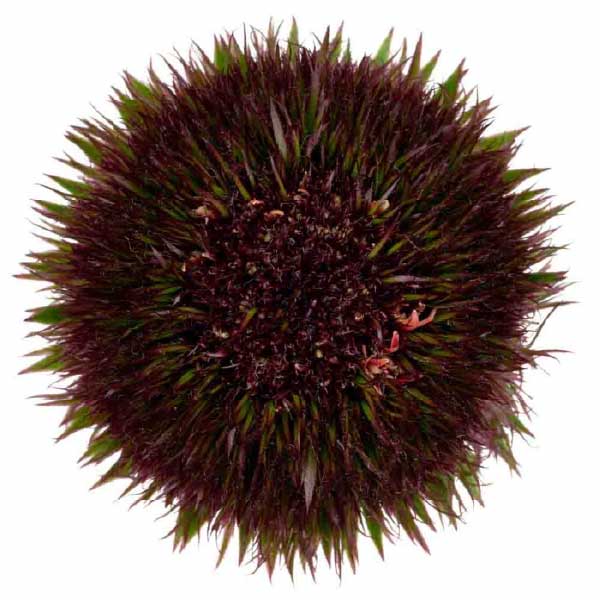 Mini Gerbera Marimo Dark