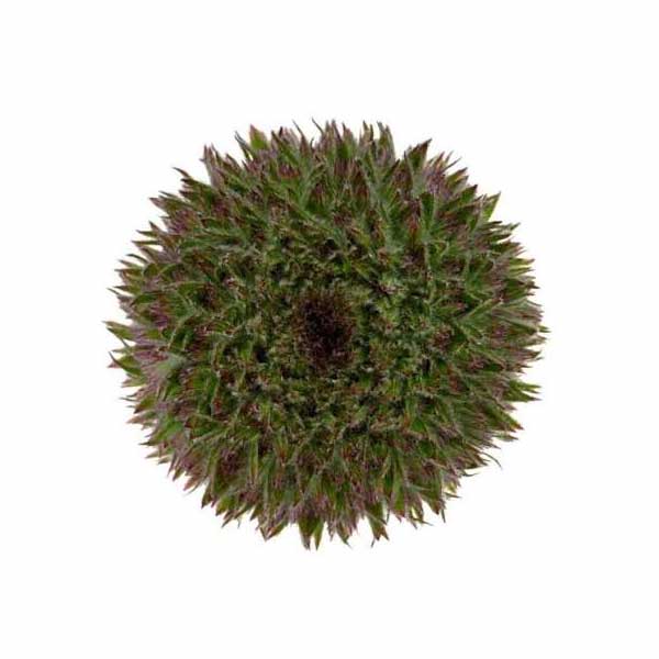 Mini Gerbera Marimo Green